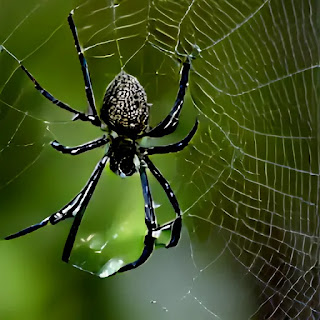 What is the spiritual meaning of spiders in dreams