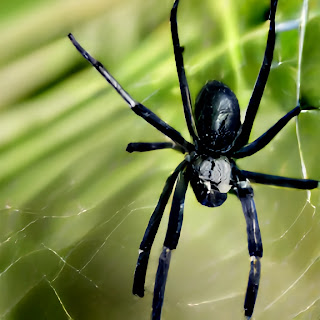 What is the spiritual meaning of spiders in dreams