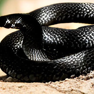 Spiritual meaning of dreaming about black snakes