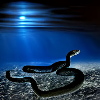 Spiritual meaning of dreaming about black snakes