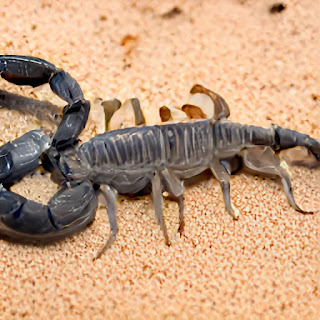 What does a scorpion in a dream mean?