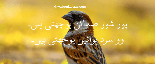 Top Best Love Urdu Romantic Poetry 2025