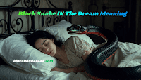 Black Snake IN The Dream Meaning
