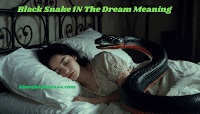Black Snake IN The Dream Meaning